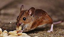 24 Hour & Emergency Exterminators in Zanesville, OH